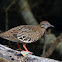 Galapagos Dove