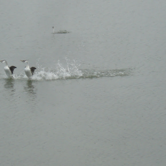 Spotting Image 1