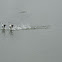 Western Grebe