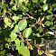 Japanese evergreen spicebush
