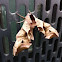 Eyed hawk moth