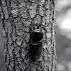 Horned Passalus Beetle; Betsy Beetle