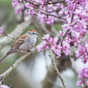 Chipping Sparrow