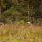 Purple Heron