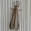 Antlion