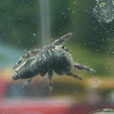 Jumping Spider