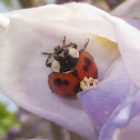 Asian Ladybug