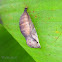 Autumnleaf pupa