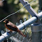 American Robin