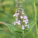 germander