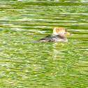 Hooded merganser (female)