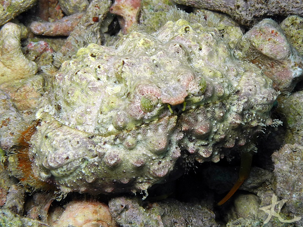 Yellow Box Crab