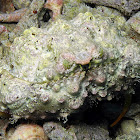 Yellow Box Crab