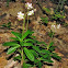 Pipsissewa