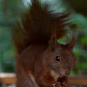 Eurasian Red Squirrel