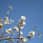 Flor de Cerejeira