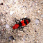 Velvet Ant