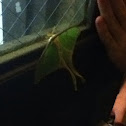 Luna Moth