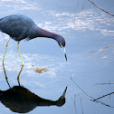 Little Blue Heron