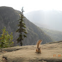 Chipmunk!