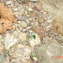 Six-Spotted Tiger Beetle
