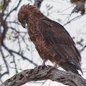 Juvenile Bateleur