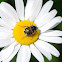 Flower Chafer