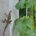 Oriental Garden Lizard - female