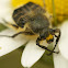Hairy Flower Chafer
