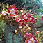 Cannonball Tree