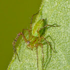Green lynx spider