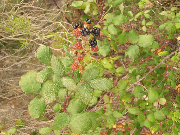 Spotting Image 1