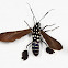 Wasp Moth