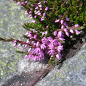 Calluna