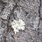 Common Greenshield Lichen