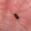Glyphidocerid Moth
