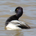 Lesser Scaup