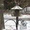 Black-capped Chickadee
