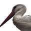 White Stork