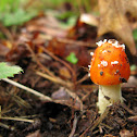 Fly Agaric?