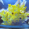 plasmodial slime mold