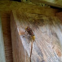European hornet