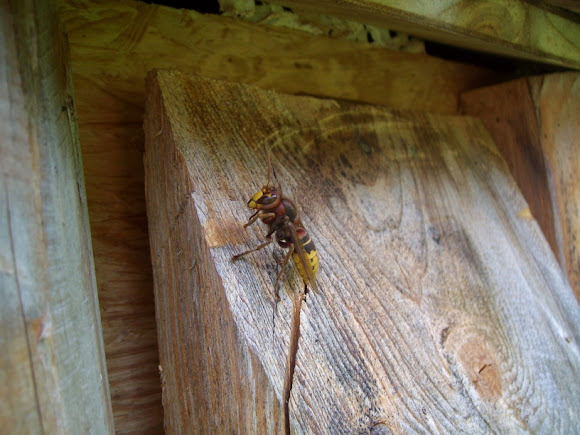 Spotting Image 1