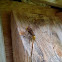 European hornet