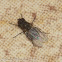 Lesser House Fly