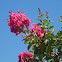 Crepe Myrtle