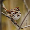Song Sparrow