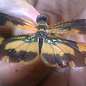 Common Picture Wing