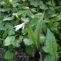 Adder's Tongue