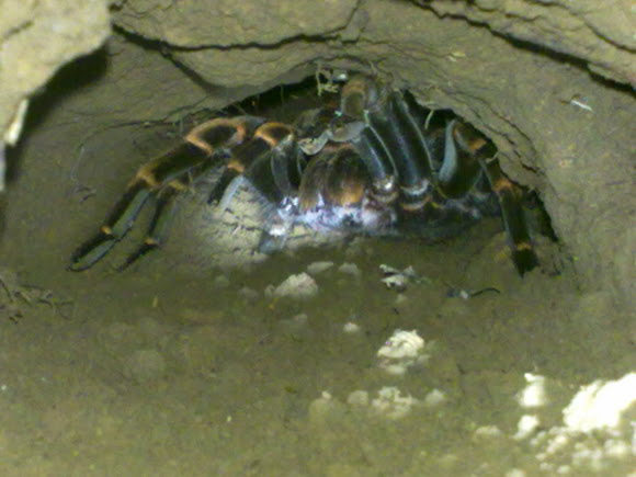 Spotting Image 1